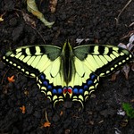 Махаон — Papilio machaon Linnaeus, 1758