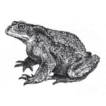 Серая жаба — Bufo bufo L.