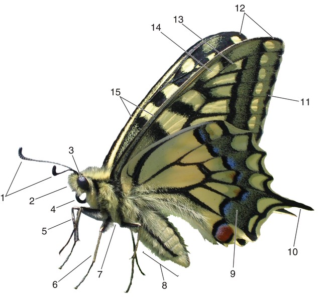 Схема внешнего строения бабочки (на примере махаона)