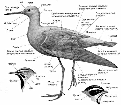 Названия частей тела птиц и участков оперения