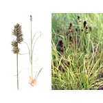 Осока колючковатая — Carex muricata (L.)