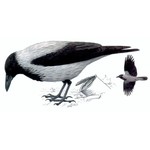 Серая ворона — Corvus cornix