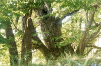 Липа — древнее культовое дерево возрастом около 300 лет