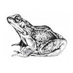 Травяная лягушка — Rana temporaria L.