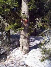 Рис.3. Замаркированный ствол на делянке