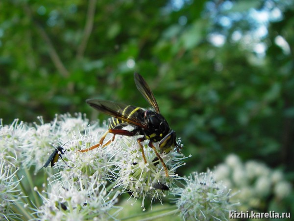 Муха-журчалка Spilomyia diophthalma L - редкий гость