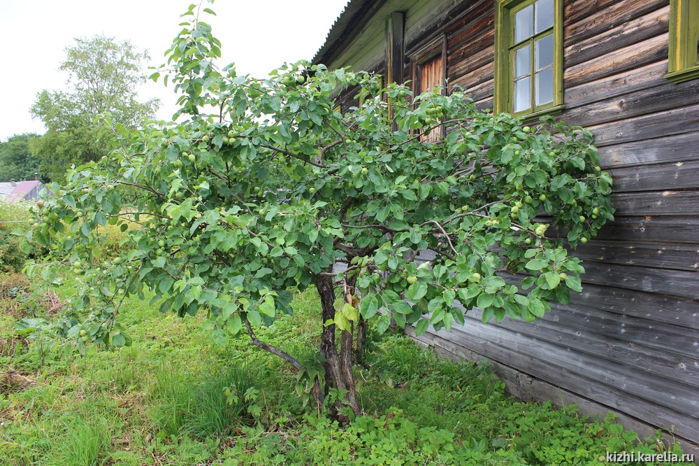 Деревня Кургеницы