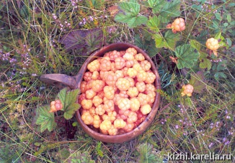 "Северное лакомство" - морошка. Cloudberry, cloudberries. Диплом III степени в номинации "Лета разноцветье"