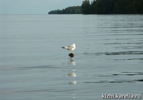 Чайка в озере, Sea-gull, mew, mew-gull. Поощрительный приз в номинации "Жители Планеты"