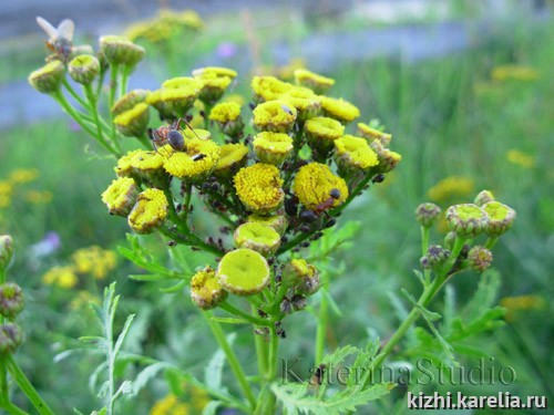 Tansy & ants