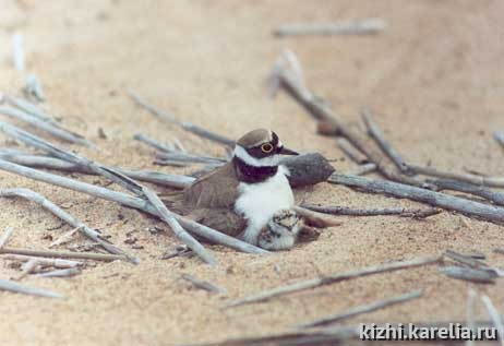 "Малый зуек" птица, Bird plover. Поощрительный приз в номинации "Жители Планеты"