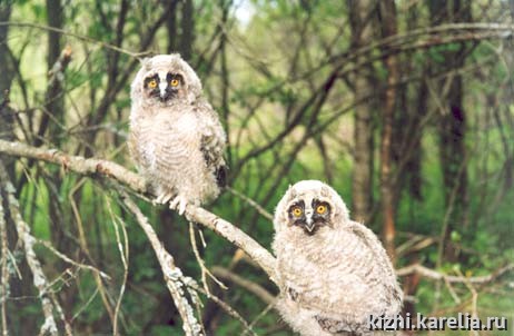 "Ушастые совы", owls. Диплом III степени в номинации "Жители Планеты"