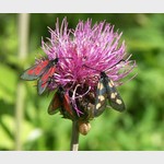 "Праздник лета" - бабочки на цветке, Butterfly on flower photo. Поощрительный приз в номинации "Жители Планеты"