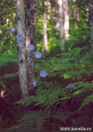 "Гимн зеленым превращениям" - колокольчик в лесу. Bluebell photo, bellflower, campanula. Поощрительный приз в номинации "Лета разноцветье"