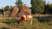 Деревня Телятниково (Заонежский полуостров)