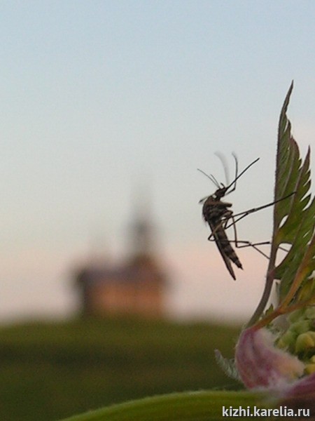 Кижский комарик