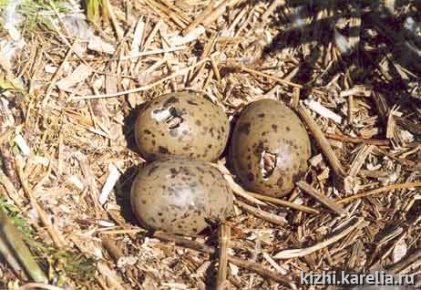 "Первый шаг в небо" - проклевывание яиц птиц, вылупление птенцов, Hatch egg, ovum. Поощрительный приз в номинации "Жители Планеты"