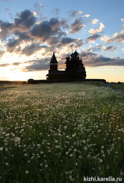 Кижский архитектурный ансамбль, одуванчики