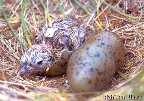 "Рождение чайки" - вылупившийся из яйца птенец. Nestling photo, fledgling, baby bird, greenhorn, tenderfoot, pup. Поощрительный приз в номинации "Жители Планеты"