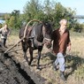 Пахота на музейном экспериментальном поле