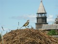 На лугу некошеном…