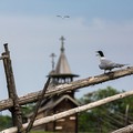 Приглашаем к участию в фотоконкурсе «Однажды в Кижах…»