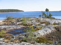 Королевство лишайников