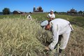 Сей год жнитва ржи на Кижах начата необычно рано — 18-го июля