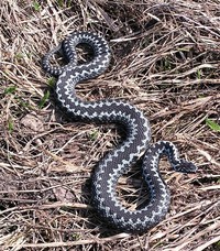 Обыкновенная гадюка (Vipera berus)