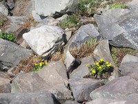 Рис.2. Калужница болотная (Caltha palustris)