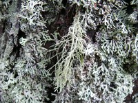 Уснея жестковолосистая (Usnea hirta)