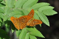 Рис.17. Большая лесная перламутровка Argynnis paphia