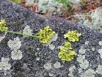 Вульпицида сосновая (Vulpicida pinastri)