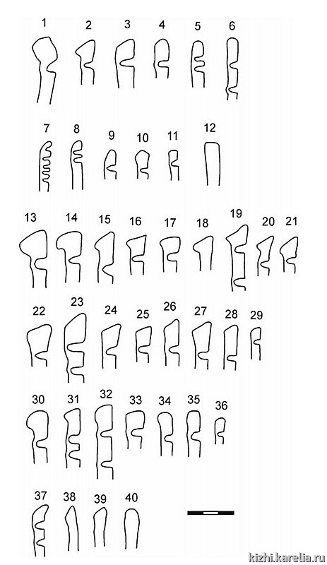 Рис.216. Профили венчиков сосудов из поселения Вожмариха 4 (1–12 – раскоп 1, 13–40 – раскоп 2): 1, 2, 13–35, 37–40 – гребенчато-ямочная керамика, 3–11, 36 – ямочно-гребенчатая керамика, 12 – асбестовая керамика