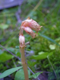 Подъельник обыкновенный — Hypopitys monotropa