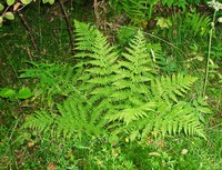 Рис.6. Кочедыжник женский (Athyrium filix-femina (L.) Roth ex Mert. (1799)