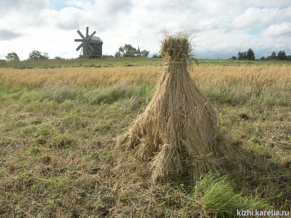 Рис. 9. Бабка сжатой ржи и поле поспевающего овса за ней, остров Кижи, 2004 г. Фотография Р. С. Мартьянова