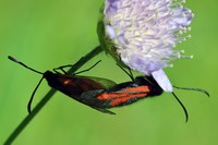 Рис.18. Пестрянка Zygaena osterodensis