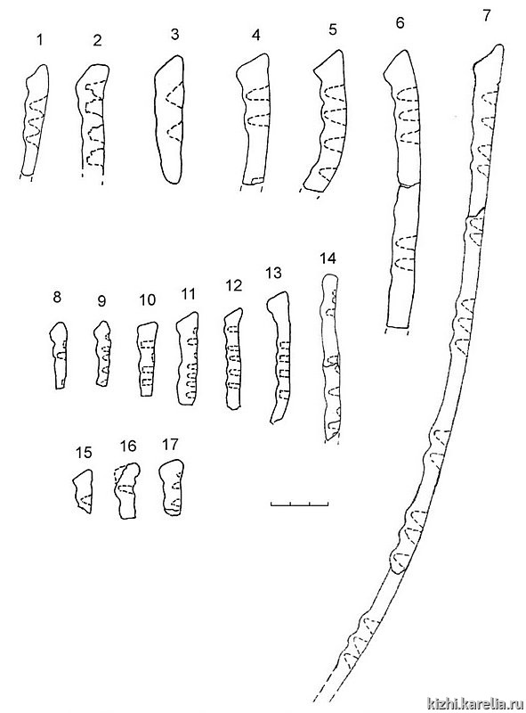 Рис.215. Профили венчиков гребенчато-ямочных (1–7) и ямочно-гребенчатых (8–17) сосудов из поселения Вожмариха 1