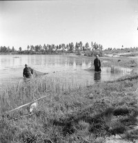 Рис. 4. Лов рыбы бродником (https://www.sotasampo.fi/ Энсио Линдхольм). Фотография сделана на Олонецком перешейке. Дата неизвестна, точное место не указано