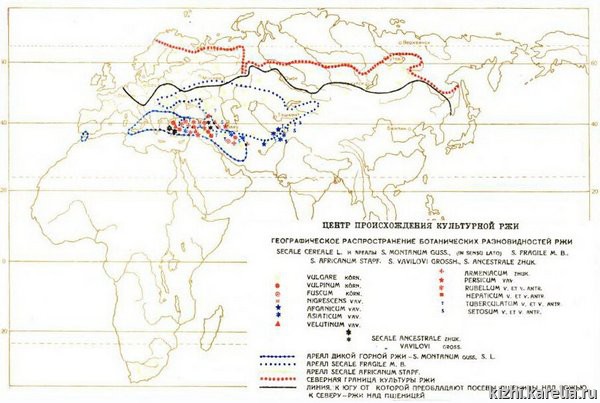 Рис. 2. Центр происхождения культурной ржи и географическое распространение её ботанических разновидностей, 1935 г.3