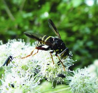 Рис.7. Муха-журчалка Spilomyia diophthalma L.