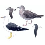 Клуша — Larus fuscus