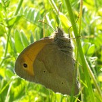 Воловий глаз — Maniola jurtina (Linnaeus, 1758)