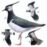 Чибис — Vanellus vanellus