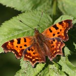 Углокрыльница с-белое — Polygonia c-album (Linnaeus, 1758)