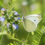 Репница — Pieris rapae (Linnaeus, 1758)