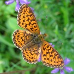 Перламутровка эфросина — Clossiana euphrosyne (Linnaeus, 1758)