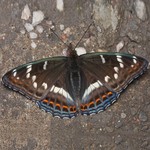 Ленточник тополевый — Limenitis populi (Lnnaeus, 1758)