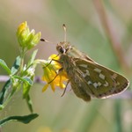 Толстоголовка-запятая — Hesperia comma (Linnaeus, 1758)